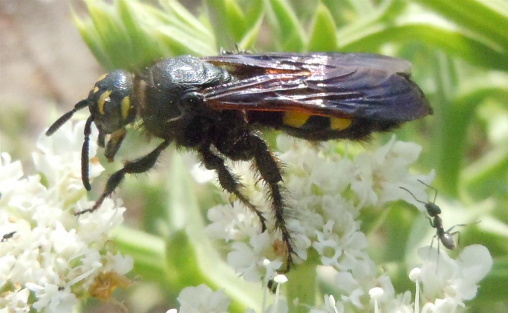 Colpa sexmaculata attaccata da formiche Tapinoma sp.